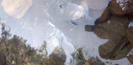 チヌ ルアーゲーム